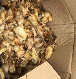 安州 養(yǎng)殖場買回4500只小雞 兩天死了99