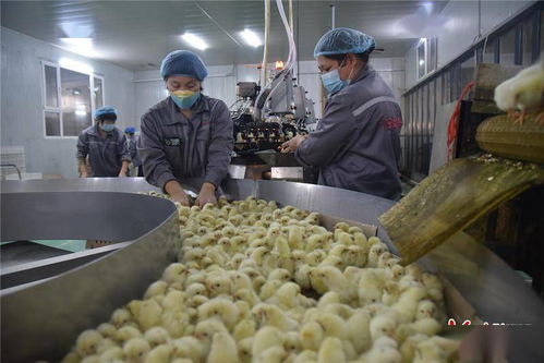 石家莊欒城區(qū)打造智能化養(yǎng)殖 創(chuàng)優(yōu)質(zhì)家禽品牌