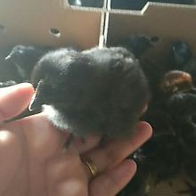 廣漢中力家禽養(yǎng)殖有限責任公司