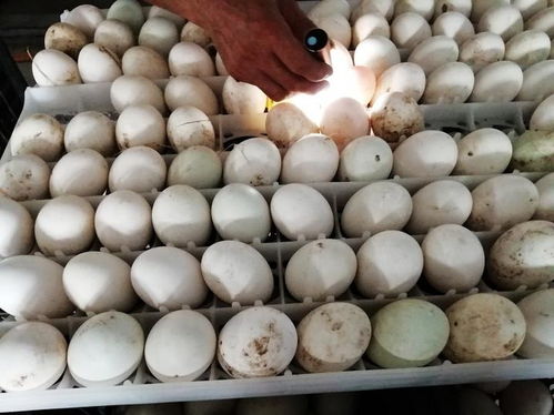 走訪山口和沙田,山沙聯(lián)誼會發(fā)現(xiàn)家鄉(xiāng)超多亮點,要助推鄉(xiāng)村振興