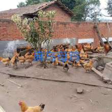 廣漢中力家禽養(yǎng)殖有限責任公司