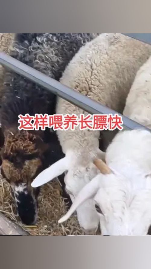 畜牧業(yè) 科學喂養(yǎng) 養(yǎng)殖小妙招 家禽養(yǎng)殖 水產技術