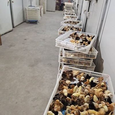 河南土雞苗河南土雞苗供應_河南土雞苗價格