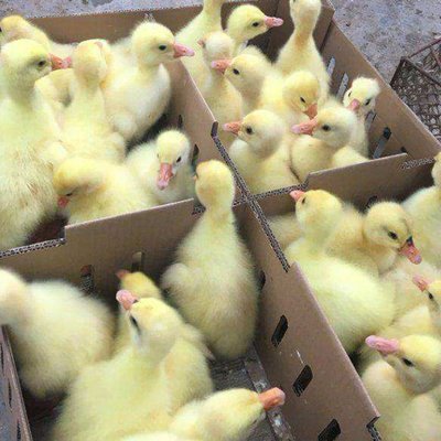 鵝苗養(yǎng)殖 云南普洱鄉(xiāng)村創(chuàng)業(yè)項目 龍發(fā)家禽孵化場