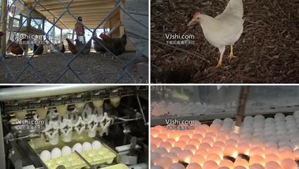 家禽飼養以及雞蛋產業_1920X1080_高清視頻素材下載(編號:439907)_實拍視頻