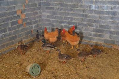 村民農田撿回野鴨蛋讓老母雞孵化|野鴨|老母雞|村民_藝術收藏_奢侈品-郵編生活網