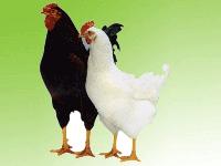 海蘭廠家 批發商 價格表