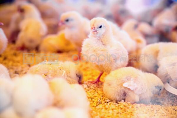 農場孵化器或雞舍內的小雞