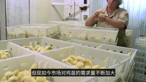 工廠是怎樣孵小雞的,實拍流水線過程,小雞剛出生命運就被安排了