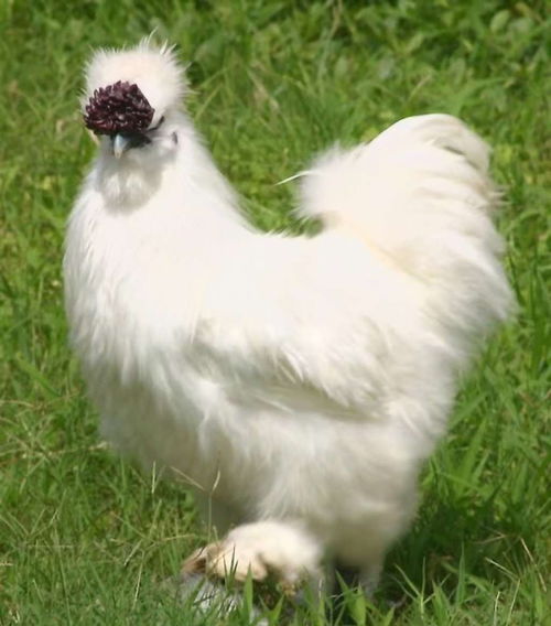 白鳳烏雞苗批發 竹絲雞苗供應 快大白鳳烏雞苗價格 白鳳烏骨雞苗孵化場