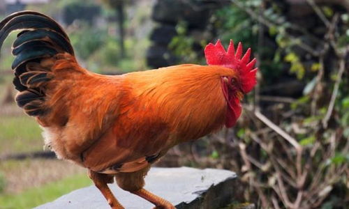 中國最愛吃雞的省,一年吃掉8億只,一日一個花樣,三個月不重樣