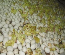 安康鵝苗孵化場廠家實力雄厚