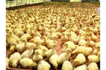 江西鵝苗基地電話號碼多少