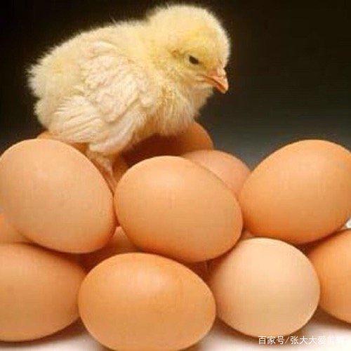 雞蛋孵化小雞