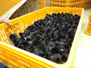 合川正宗烏雞苗多少錢一只好飼養