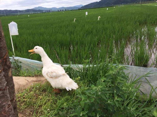 10年養鴨大戶告訴你,怎樣才能養好鴨子