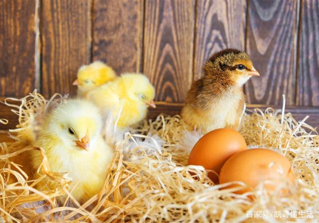 養殖家禽:孵小雞,用這個方法,孵化率更高!