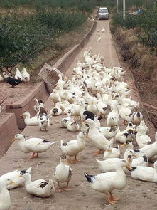 成都白羽肉鴨鴨苗 鴨苗孵化基地直批品質有保證