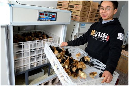 慈利 雞媽媽 新年 孵化 新效益