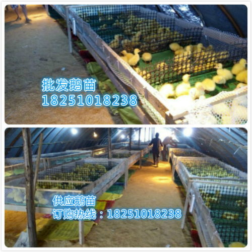 我想養鵝哪里訂購鵝苗