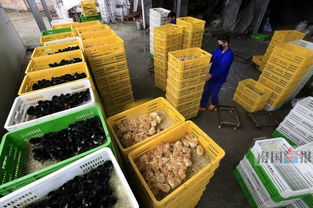 禽類價量雙下滑市場遇冷 預計下半年行情會轉好