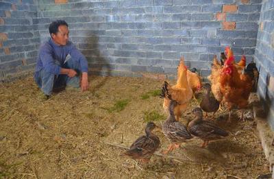 村民農田撿回野鴨蛋讓老母雞孵化|野鴨|老母雞|村民_藝術收藏_奢侈品-郵編生活網