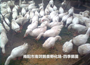宛城區四季鵝苗市場前景如何