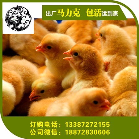 陜西黑雞苗 土雞苗批發 西安 寶雞 安康 渭南 榆林 咸陽黑雞苗 綠殼蛋雞 土雞苗批發 專選宜昌祖元孵化場 貴妃雞苗圖片_高清圖_細節圖-通城縣祖元家禽養殖場