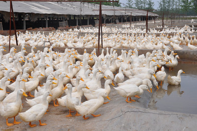 江蘇百正孵化場,常年面向全國出售鵝苗鴨苗。品種有揚州大白鵝,_雞苗_海州區(qū)百正家禽經(jīng)營部 - 商國互聯(lián)網(wǎng)