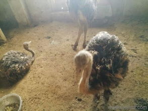 巴音養(yǎng)殖鴕鳥怎么樣鴕鳥批發(fā)