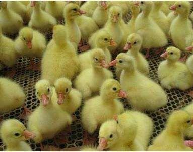 山東獅頭鵝養(yǎng)殖基地在哪