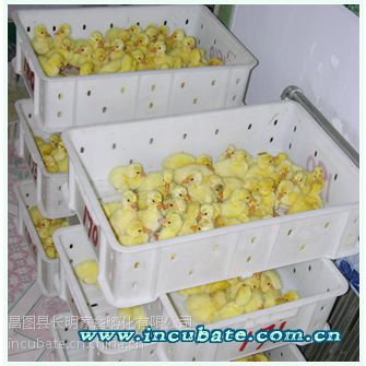 長(zhǎng)明家禽孵化公司 鵝雛孵化,鵝苗批發(fā),鵝種蛋,七天受精蛋