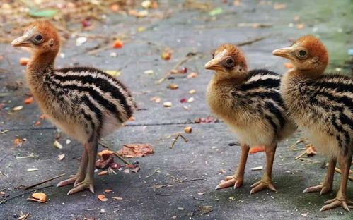 殺人鳥(niǎo) 是人類(lèi)最早馴養(yǎng)的家禽 新研究 萬(wàn)年前或被人類(lèi)馴養(yǎng)