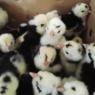 小種鳳頭花雞孵化場(chǎng)直售適合放養(yǎng)觀賞