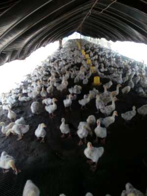 阜南縣新星種養(yǎng)專業(yè)合作社 高效家禽孵化引領(lǐng)鄉(xiāng)村振興