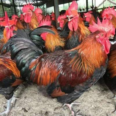 孵化場(chǎng)常年批發(fā)云南土雞苗——優(yōu)質(zhì)家禽孵化服務(wù)