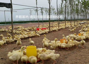 家禽孵化 現(xiàn)代農(nóng)業(yè)的關(guān)鍵技術(shù)與實(shí)踐