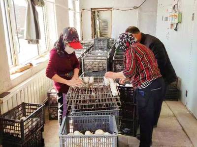 依安縣:白鵝唱響致富歌 家禽孵化引領(lǐng)鄉(xiāng)村振興