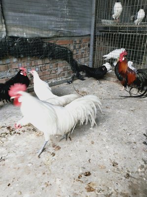 觀賞雞孵化指南 家禽繁殖的樂趣與挑戰(zhàn)