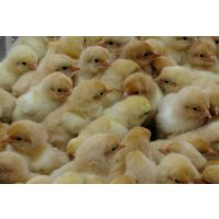 柴雞與柴雞苗市場行情分析 價格、批發與選購指南