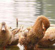 家禽孵化全攻略 從高清圖片看孵化過程與技巧