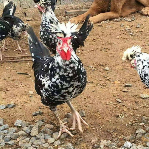 貴妃雞苗市場(chǎng)概況與孵化廠家分析