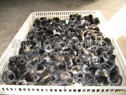 湖南衡陽黑雞苗孵化產(chǎn)業(yè)發(fā)展現(xiàn)狀與市場(chǎng)前景