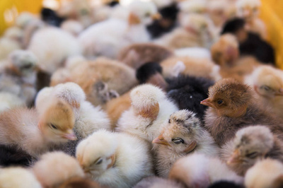 家禽孵化 農(nóng)場(chǎng)小雞的科學(xué)培育指南