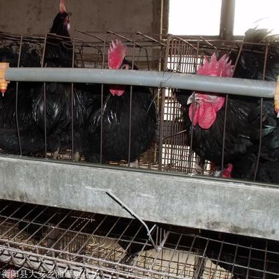 優(yōu)質(zhì)高產(chǎn)黑羽綠殼蛋雞苗，廠家直供包運(yùn)輸包疫苗