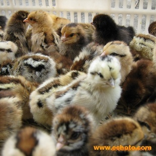 優(yōu)質(zhì)土雞苗與五黑雞綠殼雞苗廠家直銷，東鄉(xiāng)海旺家禽孵化廠竭誠(chéng)服務(wù)