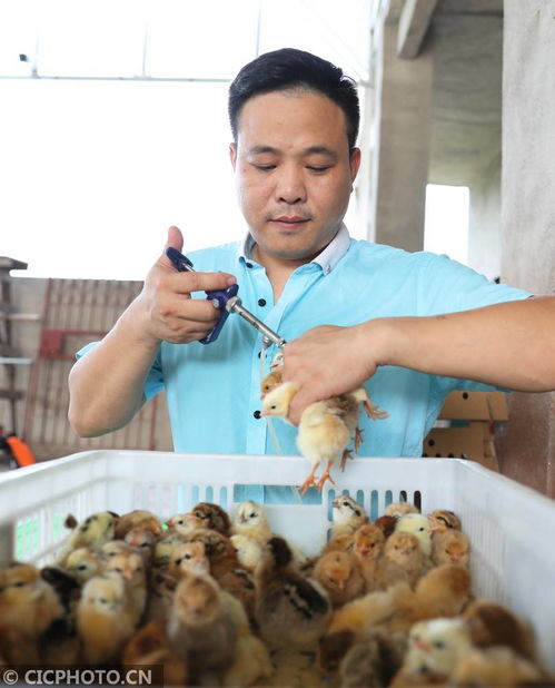 湖南衡陽(yáng) 返鄉(xiāng)創(chuàng)業(yè)孵化致富苗，家禽養(yǎng)殖展新篇