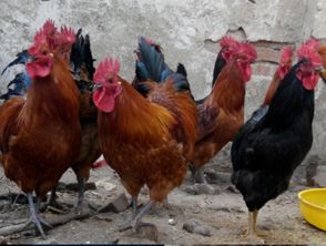 山東紅羽笨雞苗熱銷中 優(yōu)質(zhì)孵化場的品質(zhì)承諾與優(yōu)惠讓利