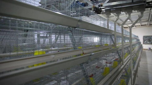 小雞蛋撬動(dòng)大產(chǎn)業(yè) 巴里坤縣家禽孵化養(yǎng)殖場的脫貧之路