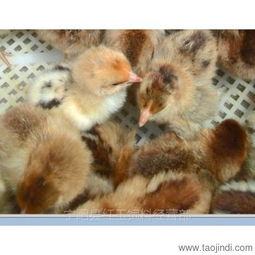 山東紅羽公雞苗孵化場 優(yōu)質(zhì)雞苗，優(yōu)惠供應(yīng)，助力家禽養(yǎng)殖